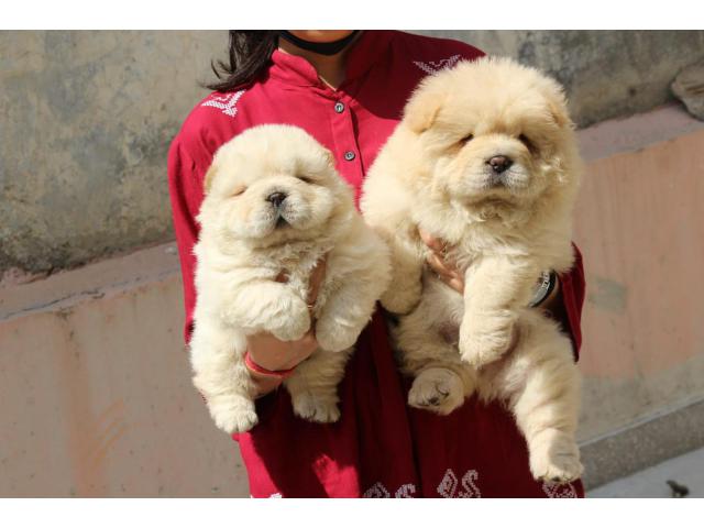 Chow Chow puppies from South Delhi,Delhi. Breeder: fancypaws